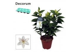 Lilium oriental white souvenir decorum