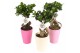 Ficus ginseng in 14cm pax pot pink, Pax Pink mix 