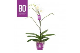 Phalaenopsis bo king white 1 tak