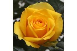 Rosa yellow beau monde Rosa Yellow Beau Monde (12 cm) met bijsteker va