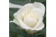 Rosa white jewel Rosa White Jewel Beau Monde (10,5 cm) met bijsteker v 