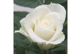 Rosa white jewel Rosa White Jewel Beau Monde (10,5 cm) met bijsteker v