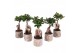 Ficus  microcarpa ginseng 9cm in 11cm Big 5 pot 