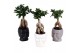 Ficus  microcarpa ginseng 9cm in 11cm graphic face pot 