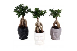 Ficus  microcarpa ginseng 9cm in 11cm graphic face pot