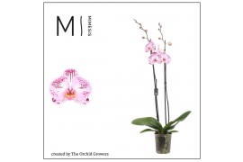 Phalaenopsis roze cassie 2 tak mimesis