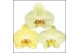 Phalaenopsis geel 2 tak mimesis 
