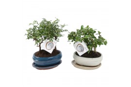 Bonsai forest mix in ceramic with saucer