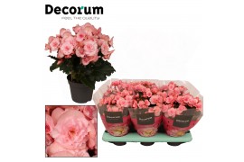 Begonia elatior du. move 2 joy pink decorum
