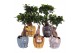 Ficus  microcarpa ginseng 9cm in13cm Big 5 kids 