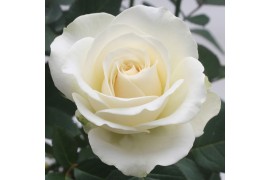 Rosa white beau monde Rosa White Beau Monde (12 cm) met bijsteker vale