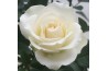 Rosa white beau monde Rosa White Beau Monde (12 cm) met bijsteker vale
