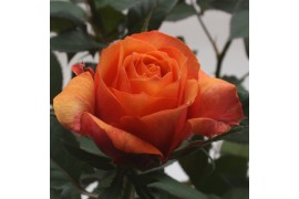 Rosa orange beau monde Rosa Orange Beau Monde (12 cm) met bijsteker va