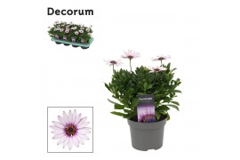 Osteospermum cape daisy purple illumination decorum
