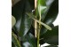 Ficus elastica robusta 