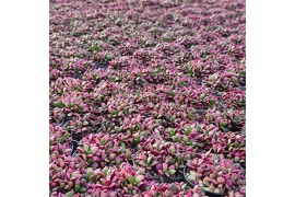 Succulenten anacampseros rufescens variegato collection in potcover