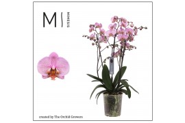 Phalaenopsis mavellous pink special 4 tak vertakt midi mimesis