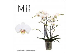 Phalaenopsis marvellous white 4 tak vertakt midi mimesis