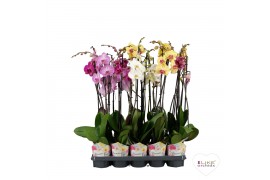 Phalaenopsis mix 2 tak 75cm in promiss potcover