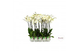 Phalaenopsis wit 2 tak gele lip 75cm in promiss potcover