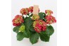 Hydrangea macr hi fire red rood 7/8 bloem