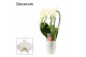 Phalaenopsis wit 3 tak triple cascade decorum in carly white deco 