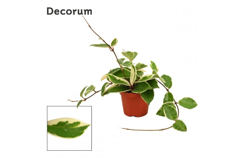Hoya carnosa krimson queen decorum 
