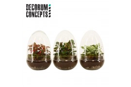 Arrangementen kamerplanten Terrarium Egg small (Decorum Concepts)
