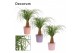 Beaucarnea recurvata recht  in Romy (Party Love-collection) 