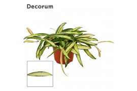 Hoya wayetii tricolor decorum