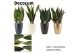 Sansevieria trifasciata Super mix  in Carly (Neo Architect-collection) 