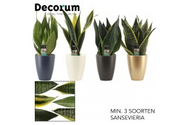 Sansevieria trifasciata Super mix  in Carly (Neo Architect-collection)