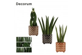 Sansevieria cylindrica mix decorum in fee stone touch