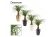 Beaucarnea recurvata recht in Carly (Neo Architect-collection) 
