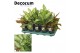 Aglaonema Mix (Decorum) 