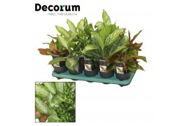 Aglaonema Mix (Decorum)