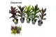Cordyline fruticosa mix Cordyline Mix  ( Decorum) 