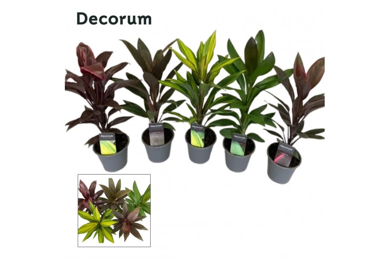 Cordyline fruticosa mix Cordyline Mix  ( Decorum) 