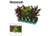 Cordyline fruticosa mix Cordyline Mix  ( Decorum) 