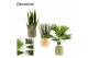Groene planten mix Groenmix 12 cm in Liam (Nature world-collection) 