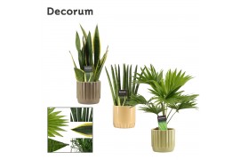 Groene planten mix Groenmix 12 cm in Liam (Nature world-collection)