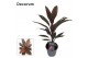 Cordyline fruticosa tango decorum 