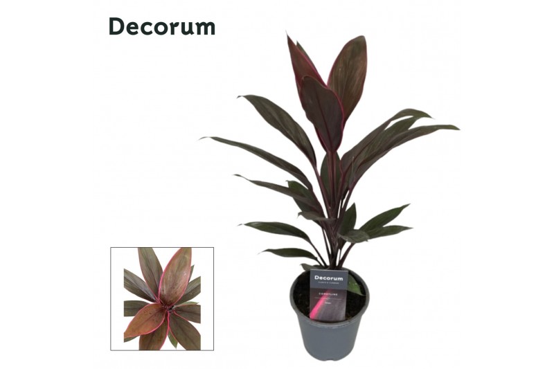 Cordyline fruticosa tango decorum 