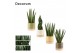 Sansevieria cylindrica mix in Emma wood (Nature World-colle 