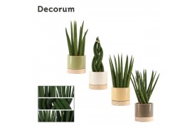 Sansevieria cylindrica mix in Emma wood (Nature World-colle