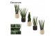 Sansevieria cylindrica mix in Dyen (Deco-collection) 