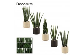 Sansevieria cylindrica mix in Dyen (Deco-collection)