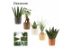 Groene planten mix mini in Manuela (Stone Touch-collection) 
