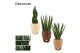 Sansevieria cylindrica mix in Jip (Nature world-collection) 