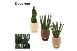 Sansevieria cylindrica mix in Jip (Nature world-collection)